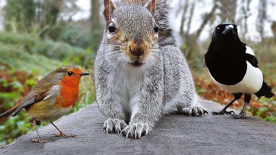 Videos for Cats to Watch - Birds and Squirrel Fun in December