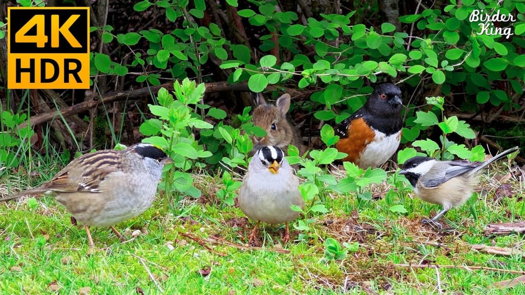 Cat TV for Cats to Watch 😺 Cute Birds and Bunnies 🐰 8 Hours 4K HDR