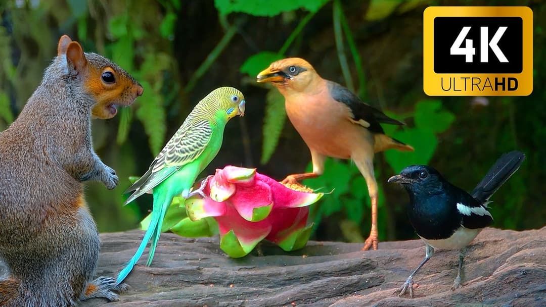 Cat TV NO ADS for Cats to Watch 😺❤️ Eye-catching Birds and Red Squirrels 🐿 Nature Fun 4K HDR 60FPS