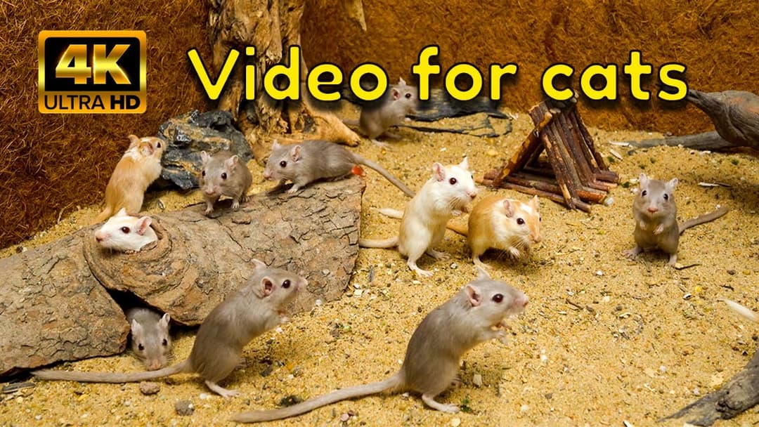 Cat TV 4K: The Busiest Hide & Seek Ever | Life in the Gerbil Cliffside Village