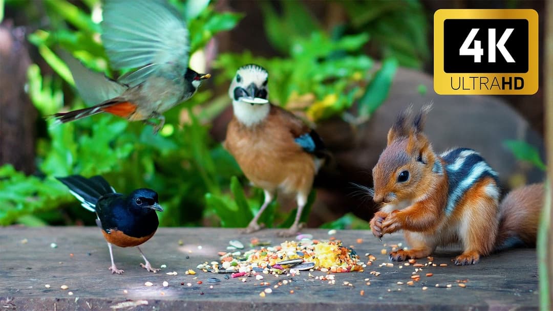 Cat TV for Cats to Watch 😺 Cute Birds & Little Squirrels in the Forest 🐿 4 Hours Cat Games 4K HDR