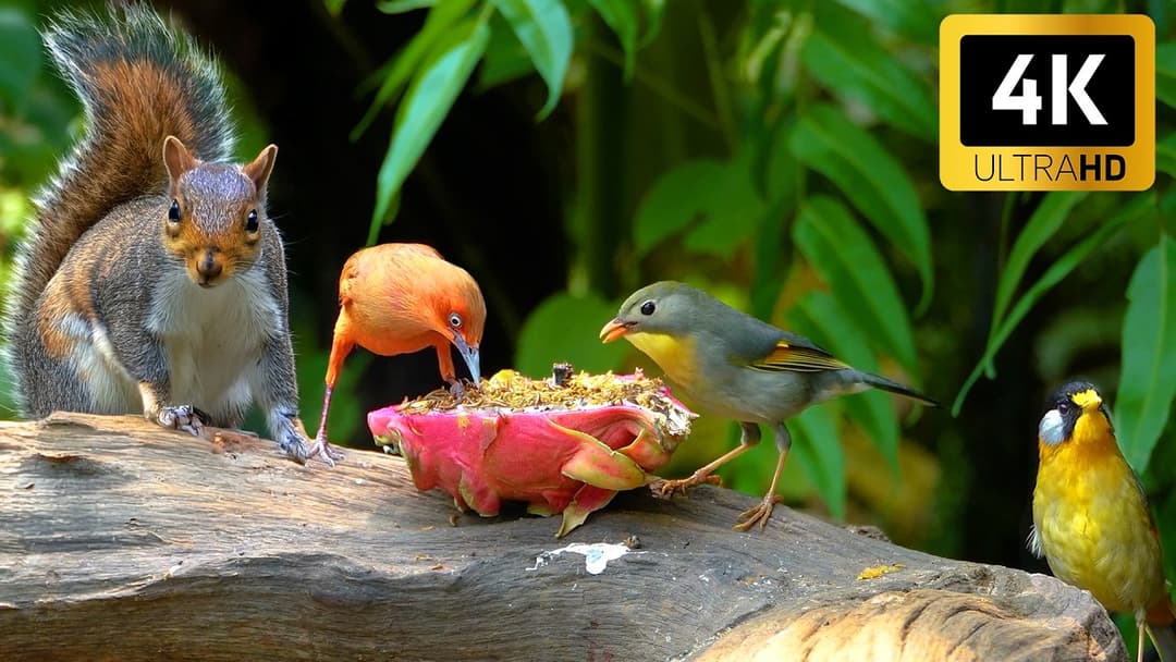 [NO ADS] Cat TV for Cats to Watch 😺🐦 Relax with Birds and Squirrels 🐿️ Videos for Cats to Watch 4K