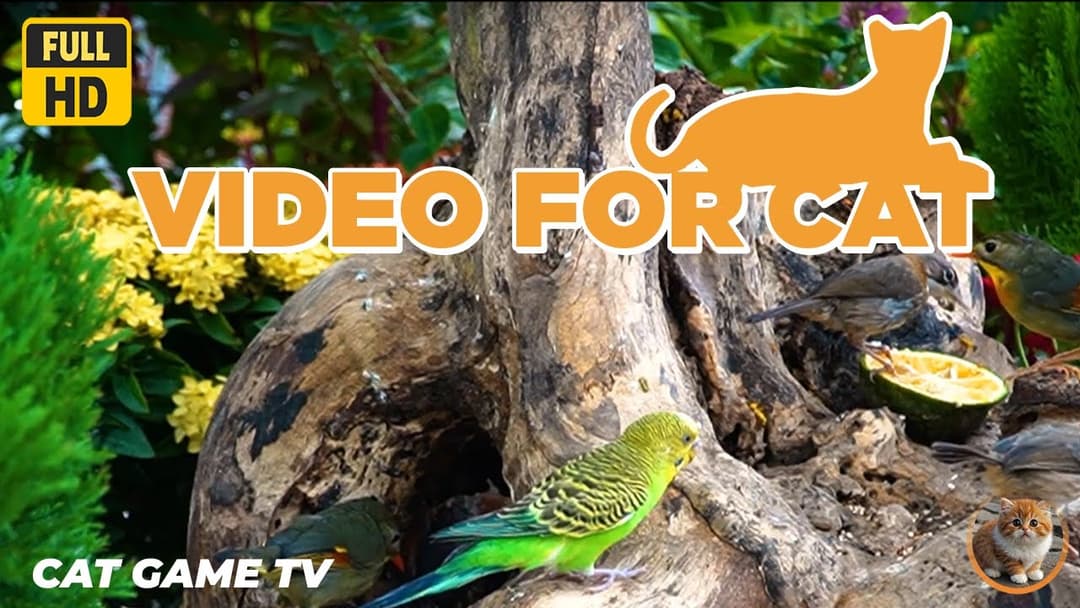 🔴😺Mountain Birds Chipmunks Squirrels in 4K🦜! Live 12 Hrs Relaxing Video for Cats