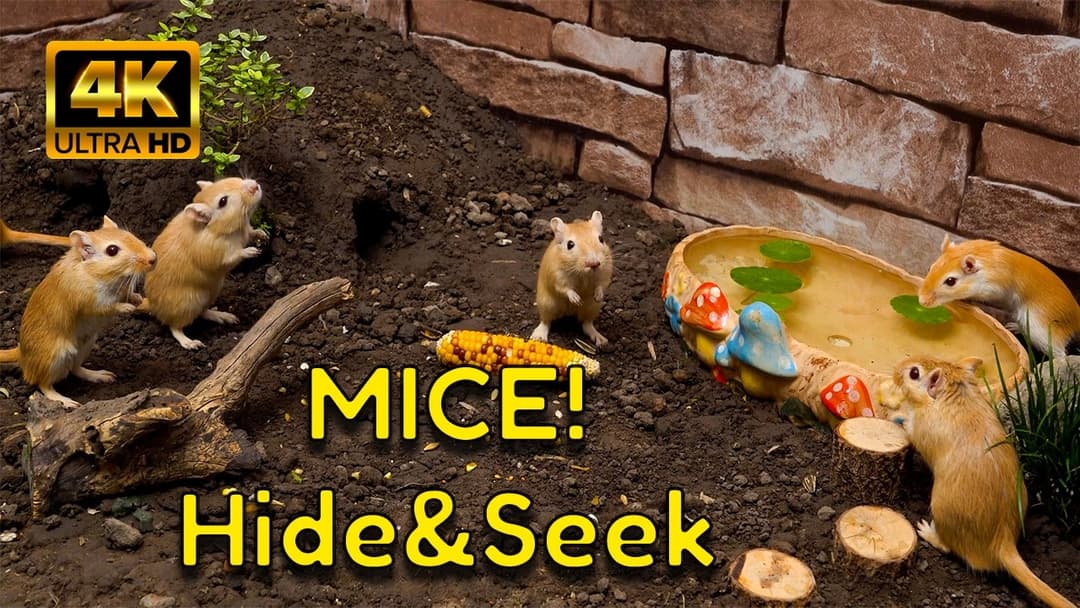 Cat TV 4K: The Ultimate Gerbil Hide & Seek for Cats!