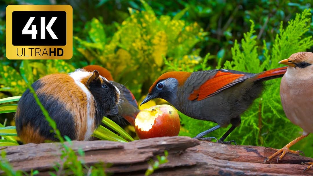Perfect Cat TV 😻 Countless Birds & Adorable Squirrels Frolic in Nature’s Playground 🕊️ 4K HDR 60FPS