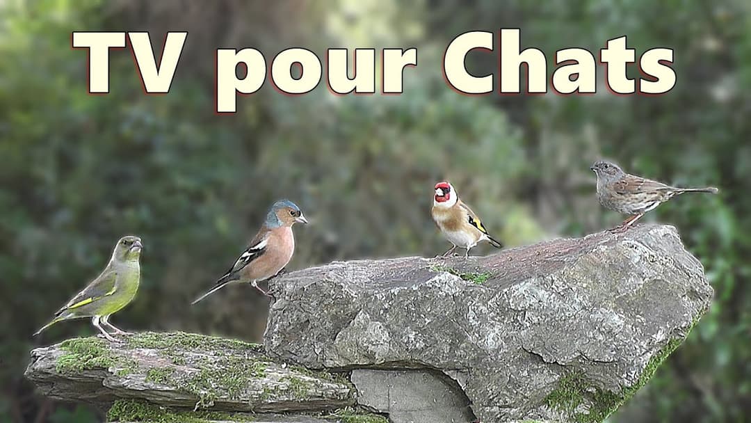 Télévision pour chats ~ vidéos d'oiseaux pour amuser les chats