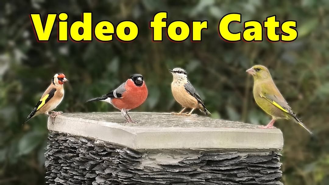 Birds for Cats to Watch ~ Bird Sounds Delight ⭐ 8 HOURS ⭐