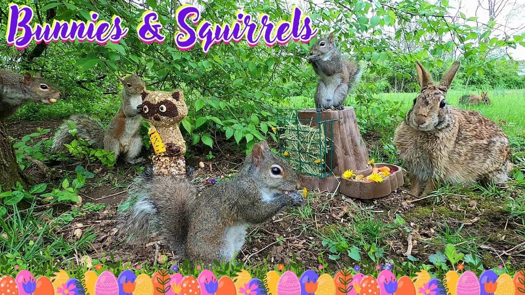 Entertain Your Pets with Bunnies & Squirrels 🦝🥜🐶😺📺[No Ad Interruptions] 10 Hours - Cat & Dog TV