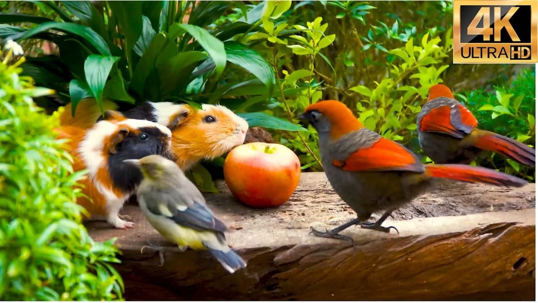 Magical Cat TV 😺 Birds & Squirrels Celebrate a Feast on the Wall 🐿️ Cat Sensory Videos 4K HDR