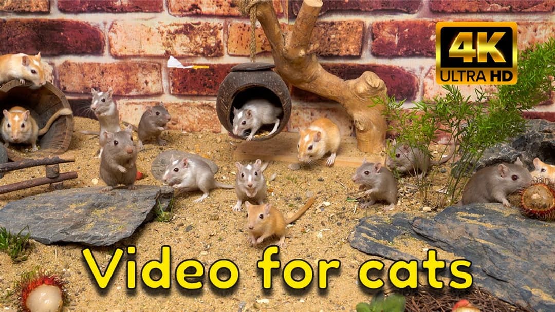 New & Unique Hide & Seek for Cats | Cat TV 4K for Cats