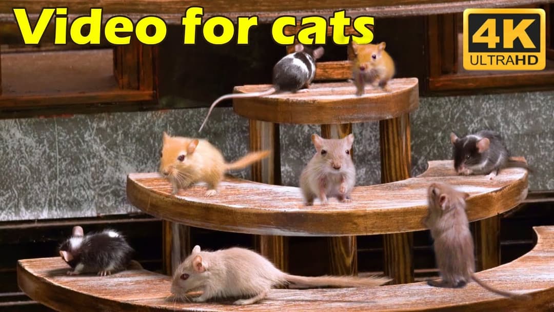 Ultimate Cat TV: Non-Stop Mouse Chase in Jerry Hole - 3 Hours 4K UHD | Catflix