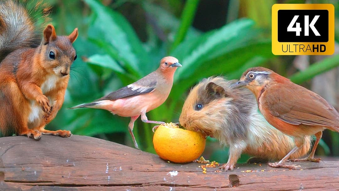 CAT TV NO ADS 😺 Forest Fruit Party with Red Squirrels and Birds 🦝 4 hours Nature Fun for Everyone 4K