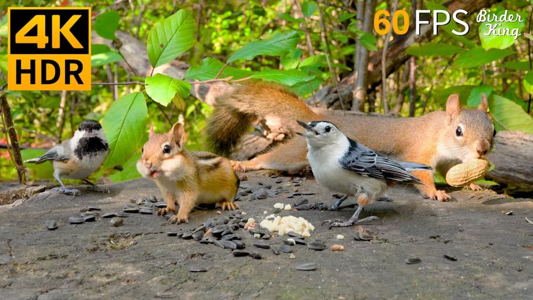 Cat TV for Cats to Watch 😺 Cute Chipmunks, Birds, Squirrels 🐿 Nature Fun 4K HDR 60FPS