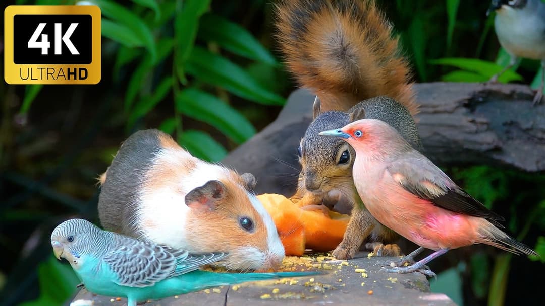 [No Ad Interruptions] Cat TV 😺 Unlimited Birds and Squirrels All Day Long 🐿️ 4 Hours videos for cats