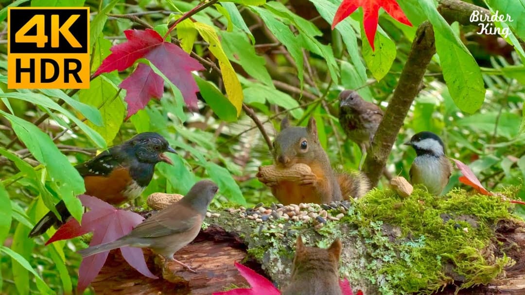 Cat TV for Cats to Watch 😺🍁 Beautiful birds and squirrels in fall 🐿 8 Hours(4K HDR)