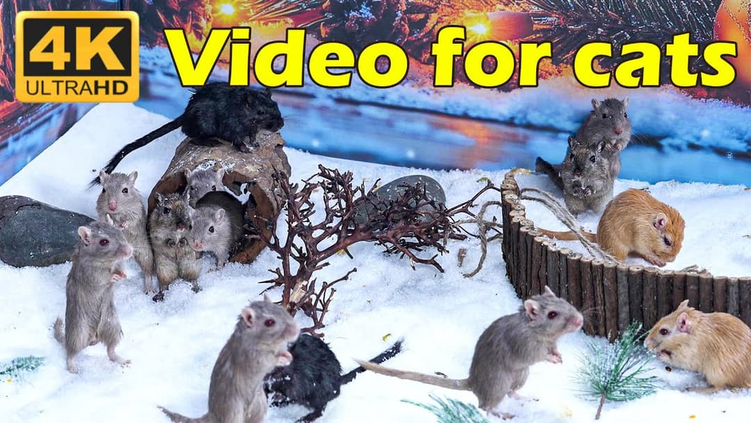 Cat TV: Tiny Mice Adventures on Cat TV in 4K - Hide & Seek Frenzy | Catflix