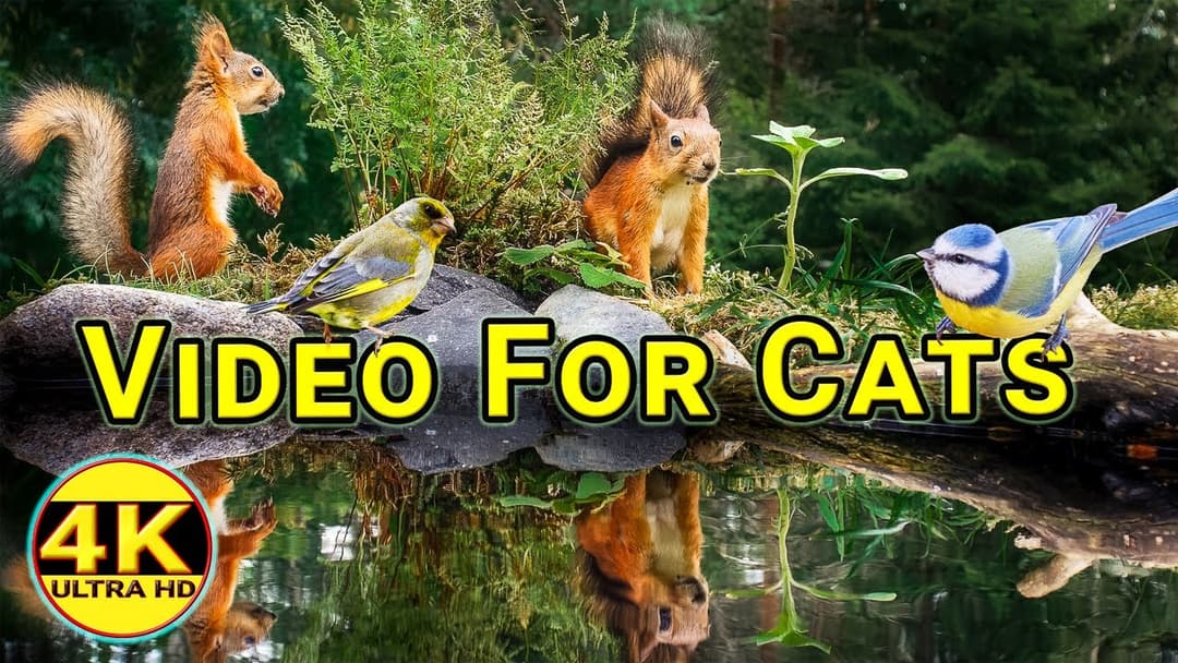 Cat & Dog TV 4K - Relax with Red Squirrels and Little Birds - Morning at the Pond
