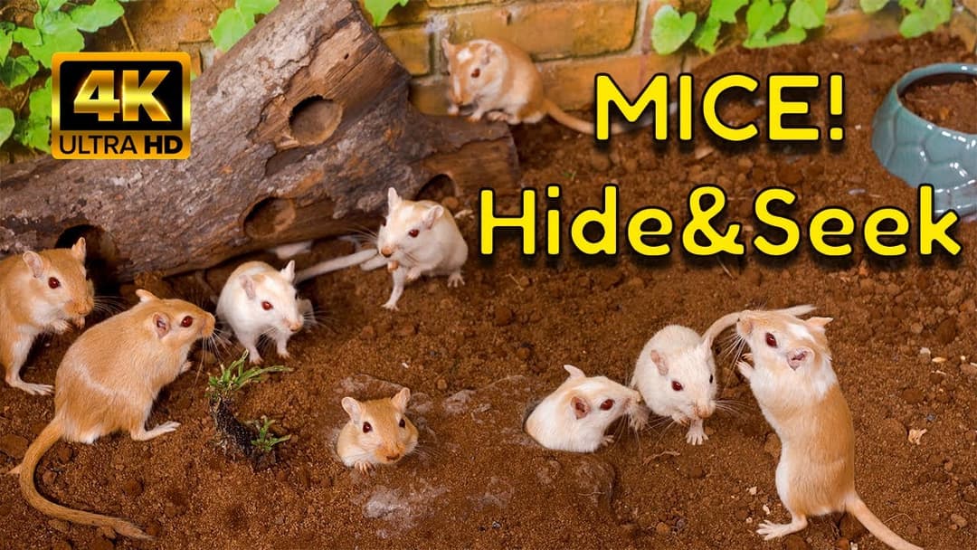 Secrets of the Underground Gerbil Burrows! A Surprise Gerbil Hide & Seek Party | TV for Cats