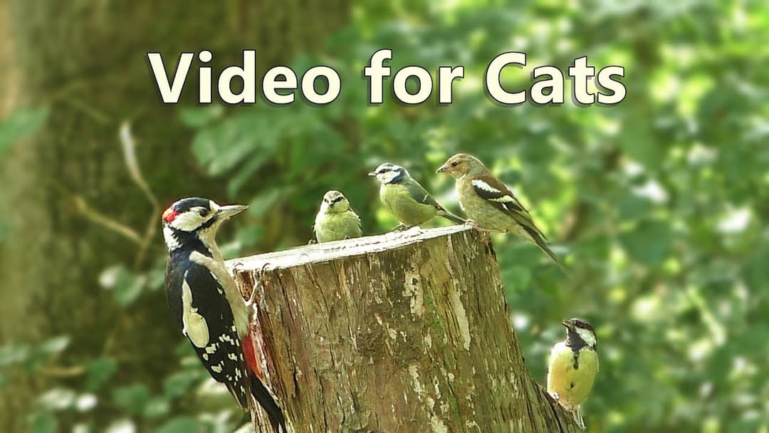 Videos for Cats to Watch : Woodpecker Surprise - 8 HOURS ✔️