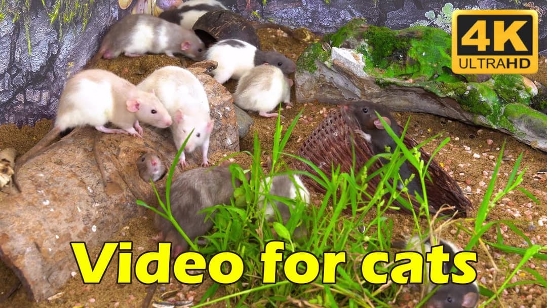 Cat TV: Hide & Seek Madness on Cat TV - 3 Hours of Mice in Stunning 4K UHD | Catflix