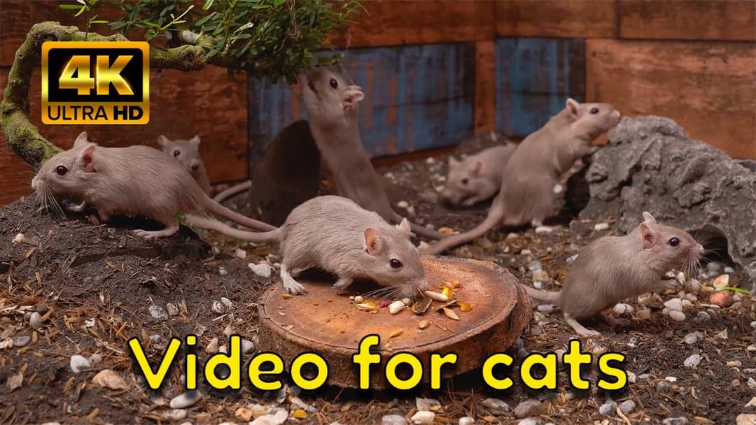 Relaxing Hide & Seek for Cats | Non-Stop Fun with Tiny Mice & Gerbils