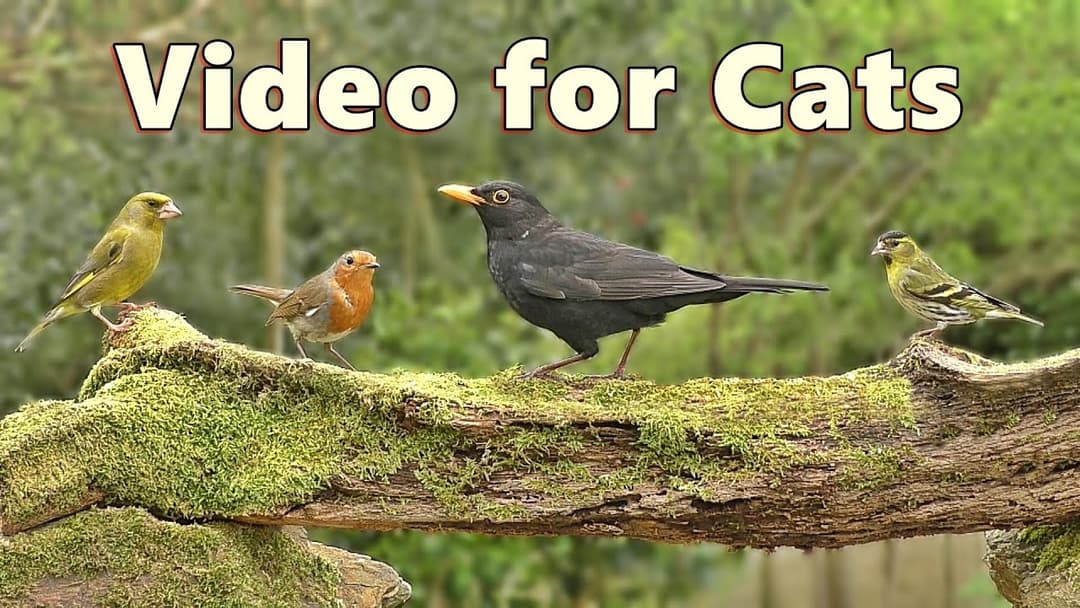 Videos for Cats to Watch ~ Woodland Birdwatching