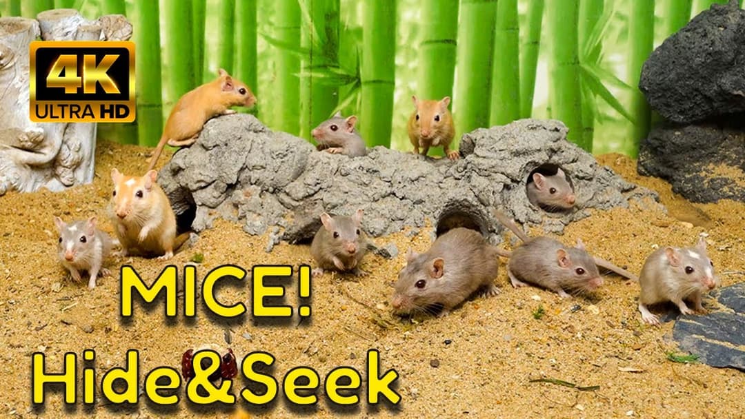 The Ultimate Hide & Seek Mix! | Ancient Ruins & Bamboo Forests | 4K Video for Cats