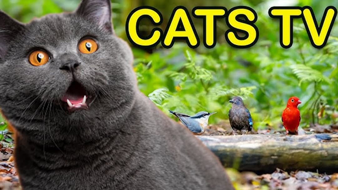 Cat TV for Cats to Watch 😸 Birds Dance, Helps Cats Reduce Stress Effectively | 24 Hour #1