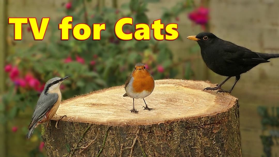 Cat TV - Absolutely Beautiful Birds of Britain ⭐ 8 HOURS ⭐