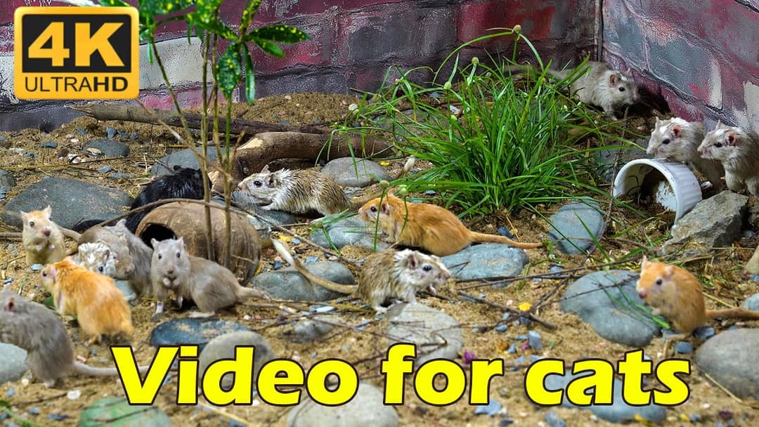 Chasing Mice in 4K: Endless Hide & Seek with Cats | 3 Hours of Fun | Catflix