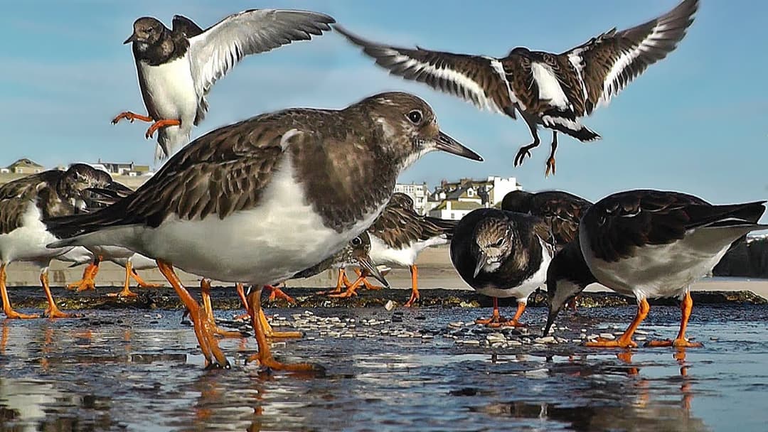 Videos for Cats to Watch - Turnstone Birds