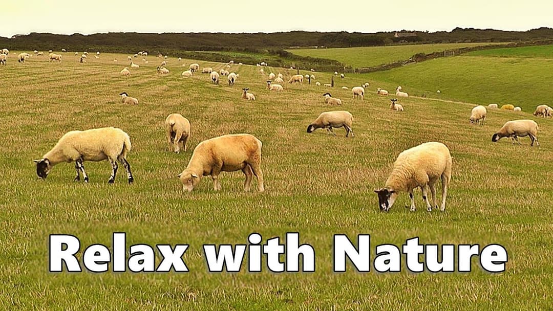 Videos for Dogs - Relax Your Dog TV - 9 HOURS of Sheep Relaxation ~ Relax with Nature