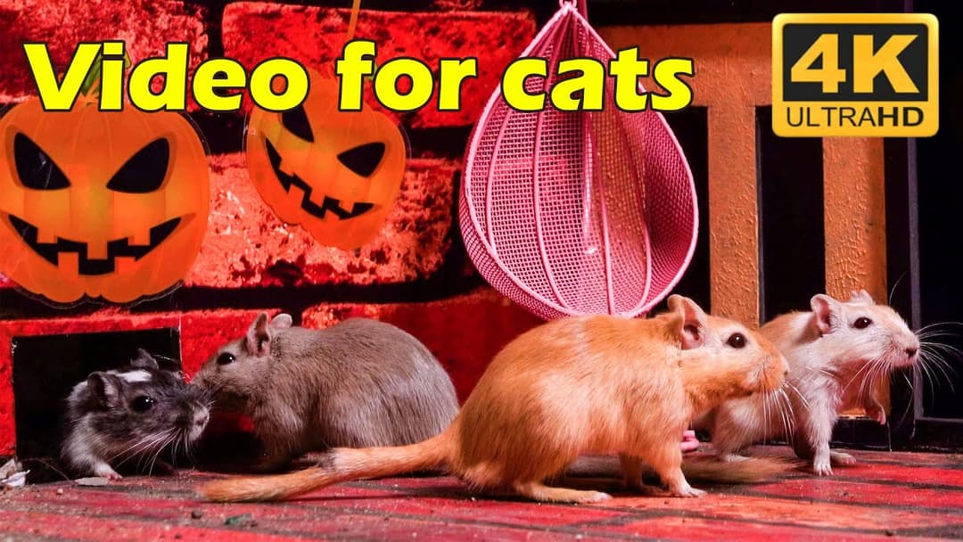 Cat TV: Tiny Mice on the Move - 3 Hours of Hide & Seek in Stunning 4K UHD | Catflix