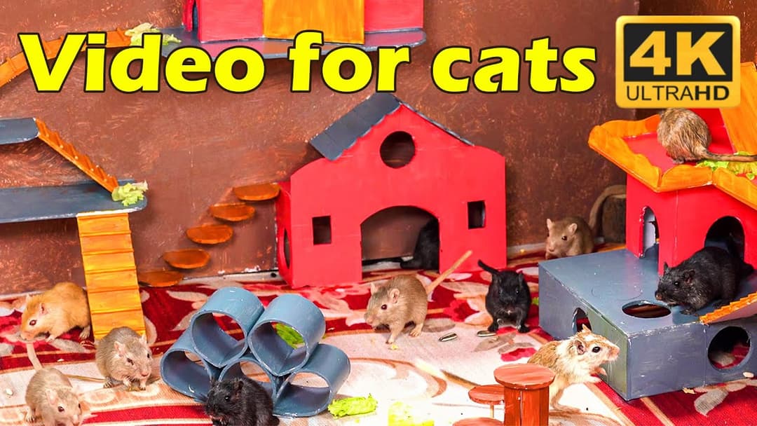 Cat TV: The Secret World of Cats and Mice – Captured Beautifully in 4K UHD! | Catflix