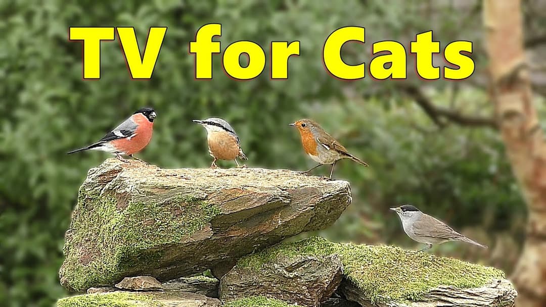 Birds for Cats to Watch ~ Cat TV Delight ⭐ 8 HOURS ⭐