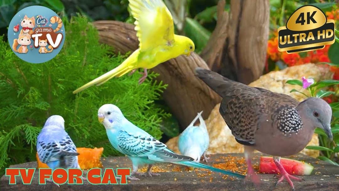 🔴😺Sunday Morning Brunch for Backyard Birds, Squirrels and Chipmunks🦜! Live 12 Hour Cat TV Videos