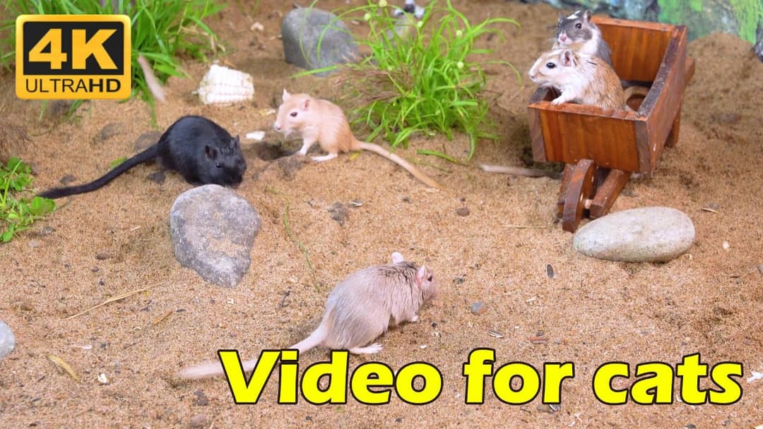Cat TV : Hide & Seek with Tiny Mice – Non-Stop Cat TV Entertainment in Stunning 4K! | Catflix