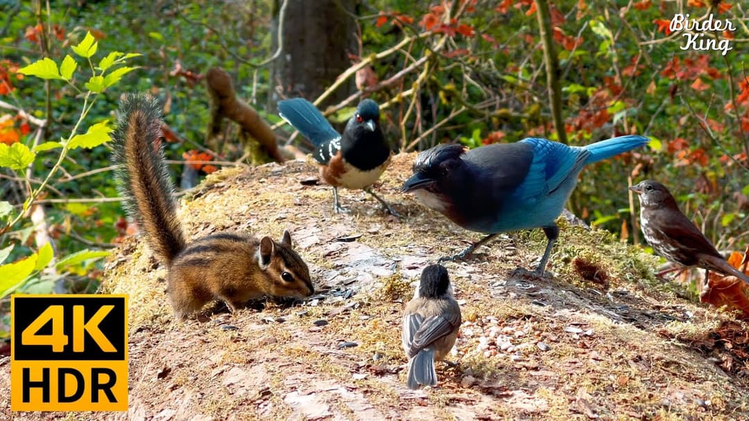 Cat TV for Cats to Watch 😺 Autumn Birds, Chipmunks, and Squirrels 🐦🐿️ 8 Hours(4K HDR)