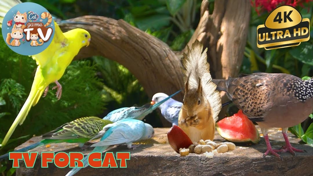 🔴😺Weekend Wildlife Watch for Pets - The Squirrel Showdown 🐿️Live 12 Hrs Cat TV