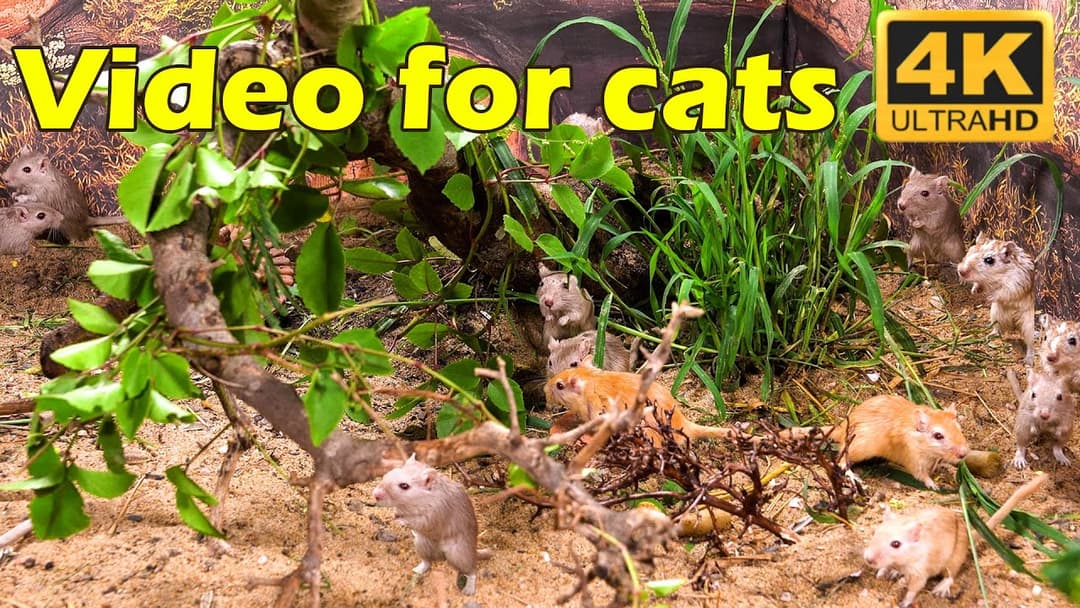 Non-Stop Fun: Watch Cats Play Hide & Seek with Mice in Stunning 4K UHD | Catflix