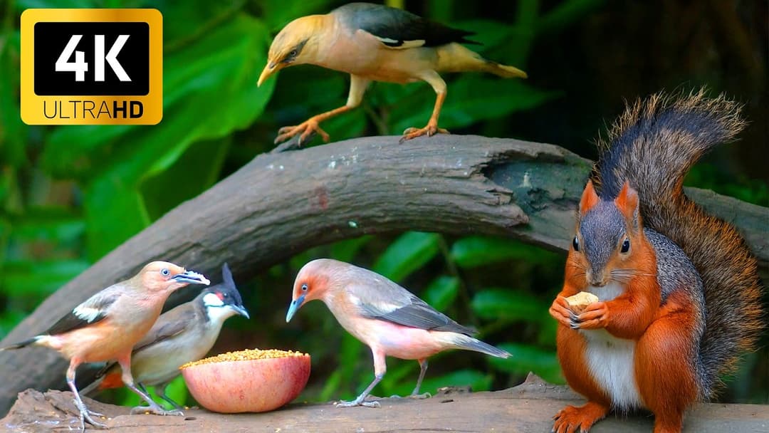 [NO ADS] Cat TV for Cats to Watch 😺🐦 Birds flap squirrels jump forest moves 🐿 Relaxing 4K HDR