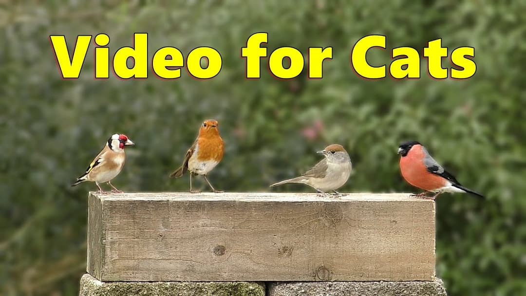 Videos for Cats ~ Birds in A Beautiful Garden ⭐ 8 HOURS ⭐