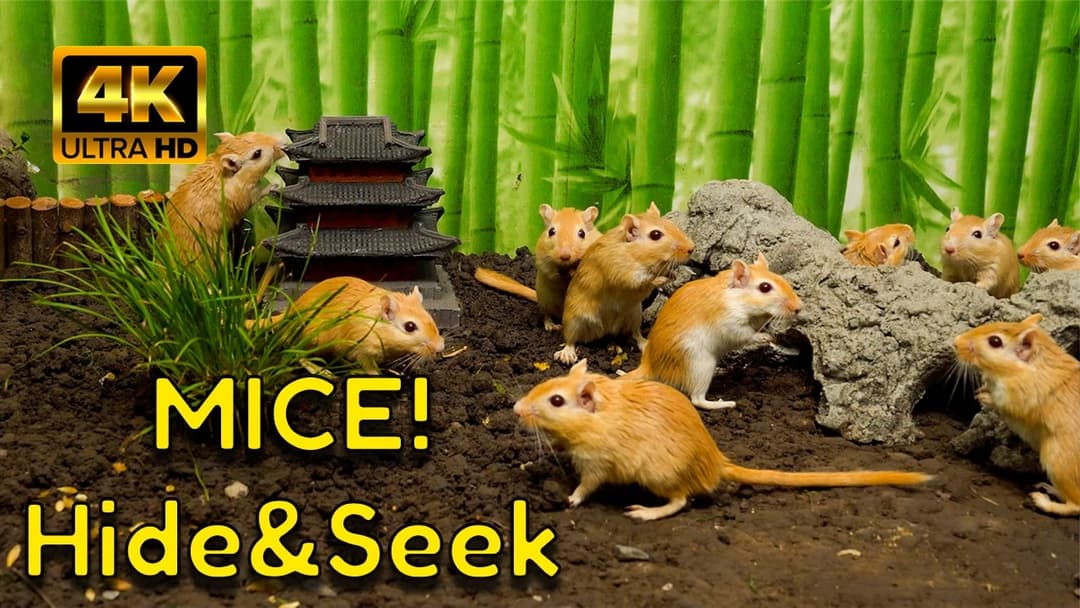 Cat TV Mice: Hide & Seek with Gerbils — Backyard Forest Fun | 4K Video for Cats