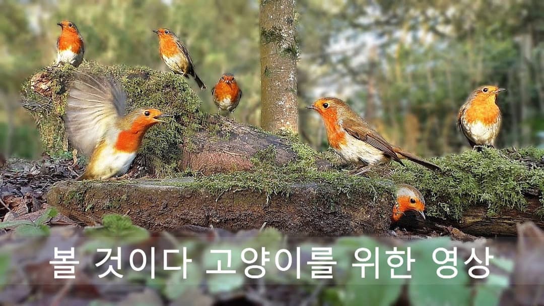 볼 것이다 고양이를 위한 영상 🐈 조류 열풍 🐦