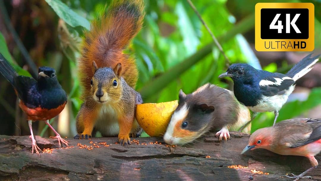 Cat TV for Cats to Watch 😺🐦 Golden Tail Squirrels! Cute Birds and Chipmunks 🐿 Cat Games 4K HDR