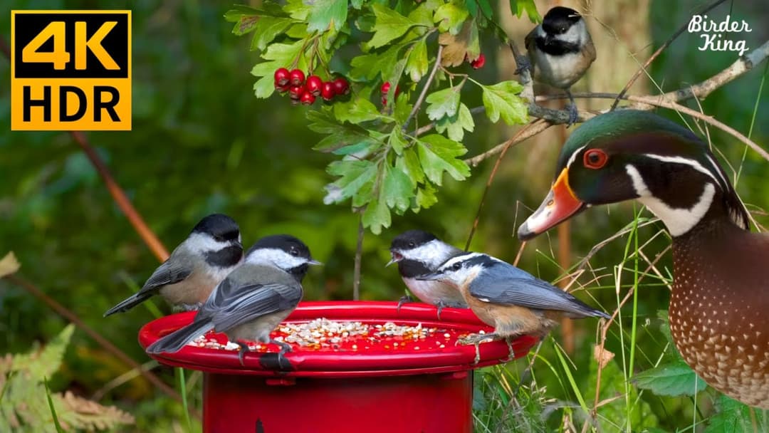 Cat TV for Cats to Watch 😺🐦 Beautiful Backyard Birds and Silly Ducks 🦆 8 Hours(4K HDR)