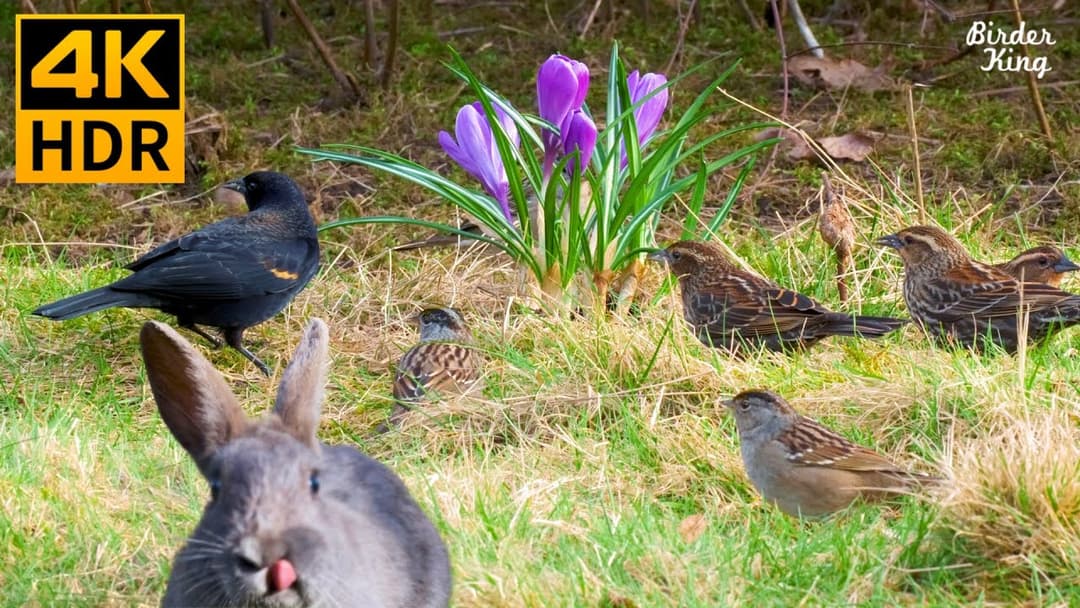 Cat TV for Cats to Watch 😺🐰 Cute Bunny, Spring Birds, and Squirrels 🐦 8 Hours(4K HDR)