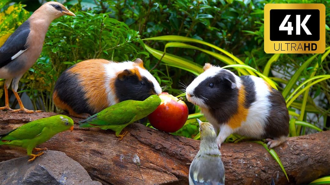 Calming Nature for Cats 😺 Birds & Guinea Pigs Enjoy a Picnic Table 🐦🐹 Perfect for Cats to Watch