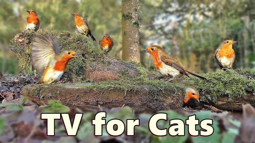 Cat TV Extravaganza ~ Birds and Squirrels Everywhere ⭐ 8 HOURS ⭐