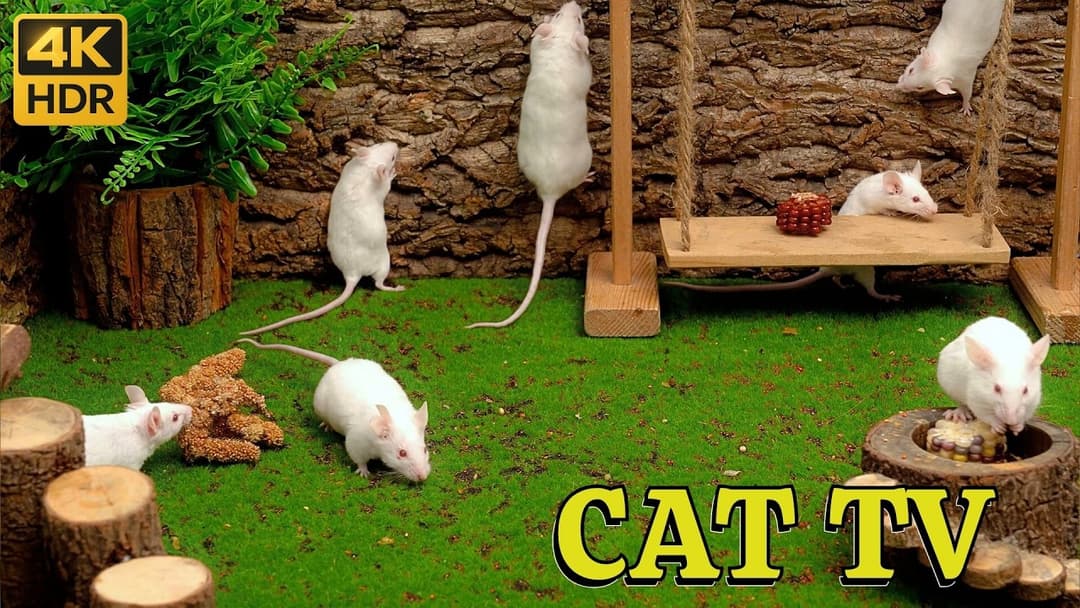 Cat TV for Cats to Watch: Tiny Mouse Fun Hide & Seek in Playground Stunning | Catflix